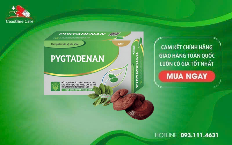 Pygtadenan hỗ trợ hạn chế sự phát triển của u xơ, phì đại lành tính tuyến tiền liệt